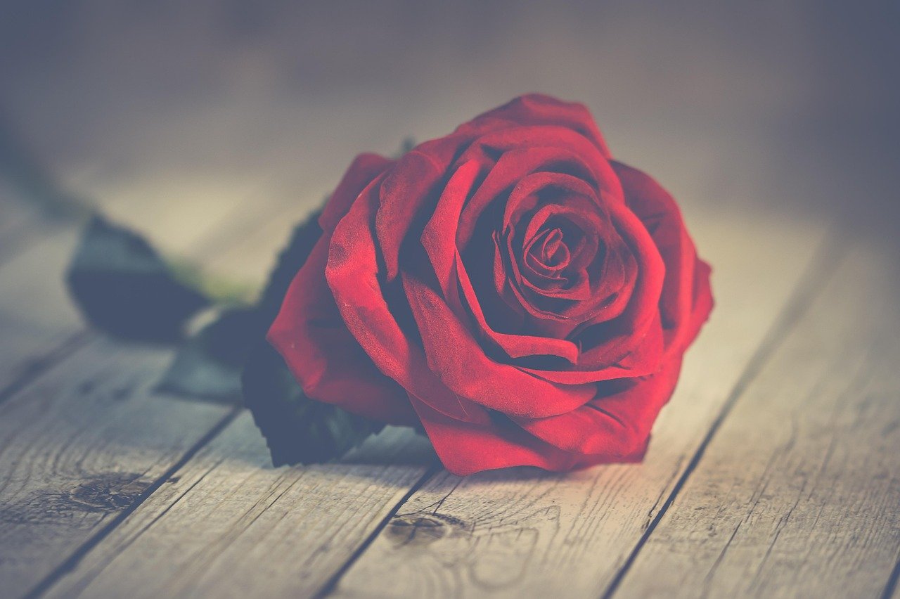 rose, rose flower, flower, red rose, flower wallpaper, rose bloom, beautiful flowers, petals, flower background, rose petals, bloom, blossom, flora, nature