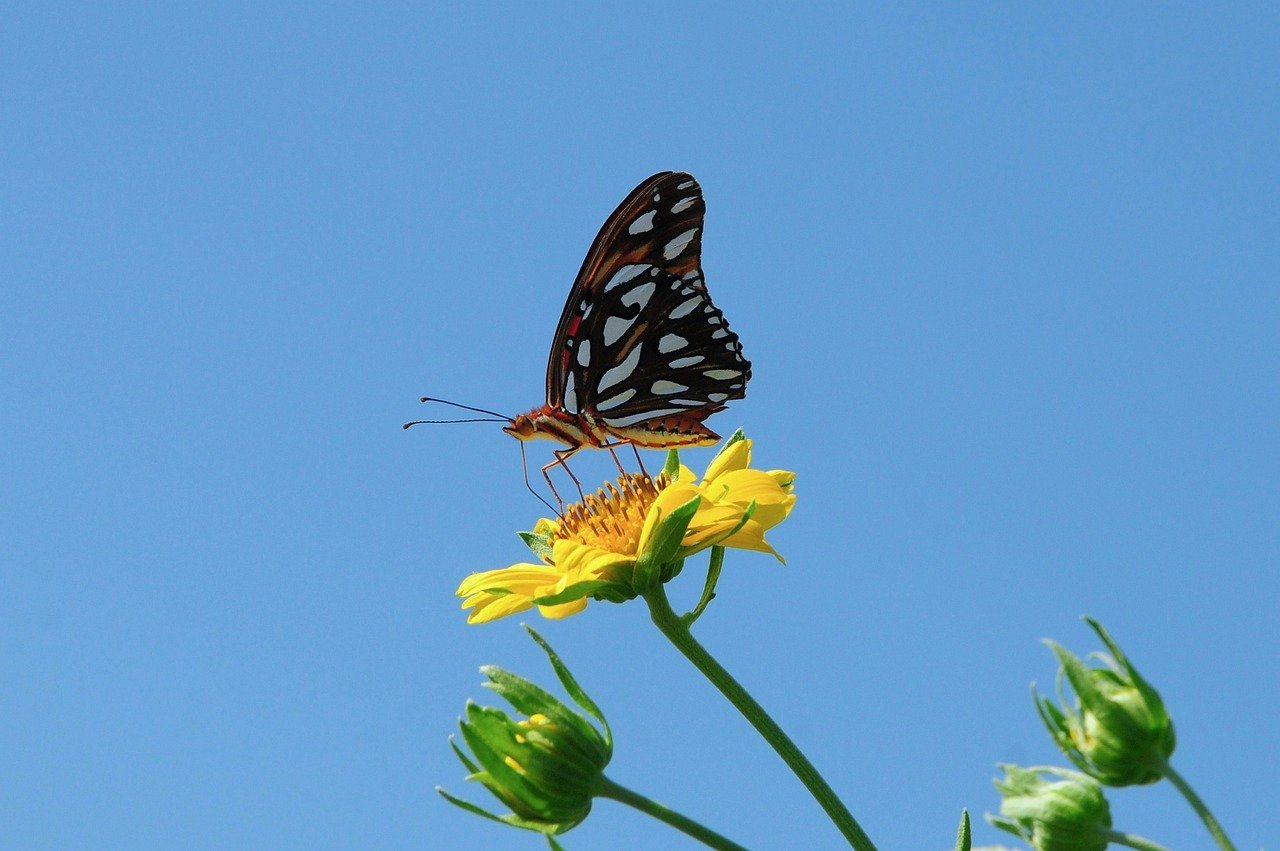butterfly, nature, insect, wings, flower, pollen, pollination, clear sky, flying, yellow flower, summer day, blue sky, natural environment, detail, life cycle, nectar, garden plant, beauty, butterfly watching