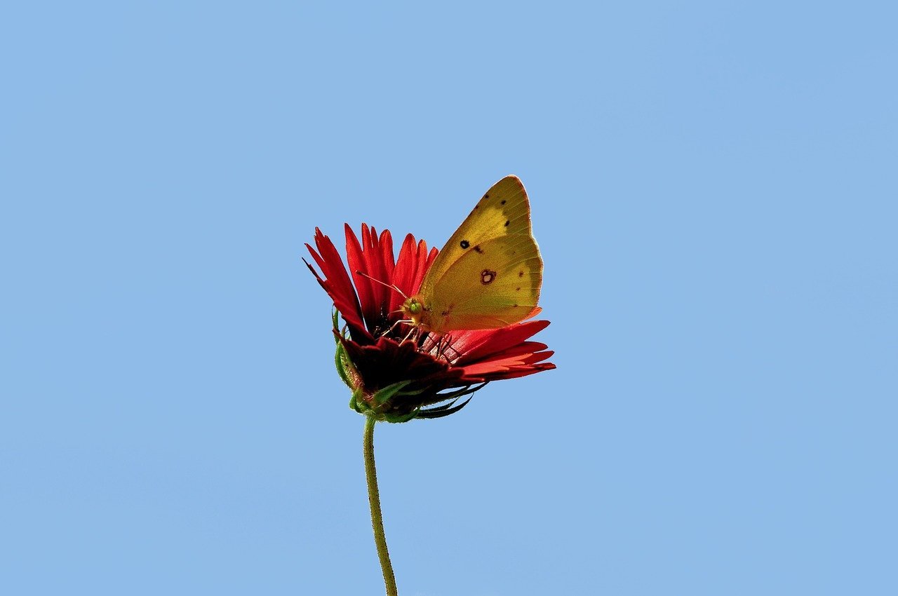 butterfly, flower, nature, red, bright, blue background, pollination, insect, summer, yellow, winged, macro, details, environment, natural, wings, wild, natural beauty
