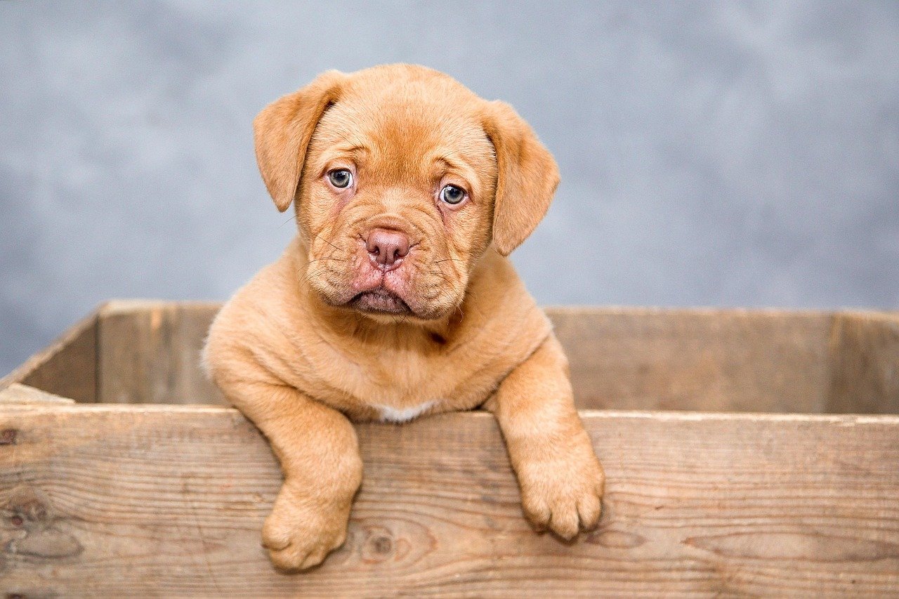 puppy, dog, nature, pet, cute, brown dog, purebred, dog breed, portrait, dog portrait, mammal, animal, domestic, domestic dog, canine
