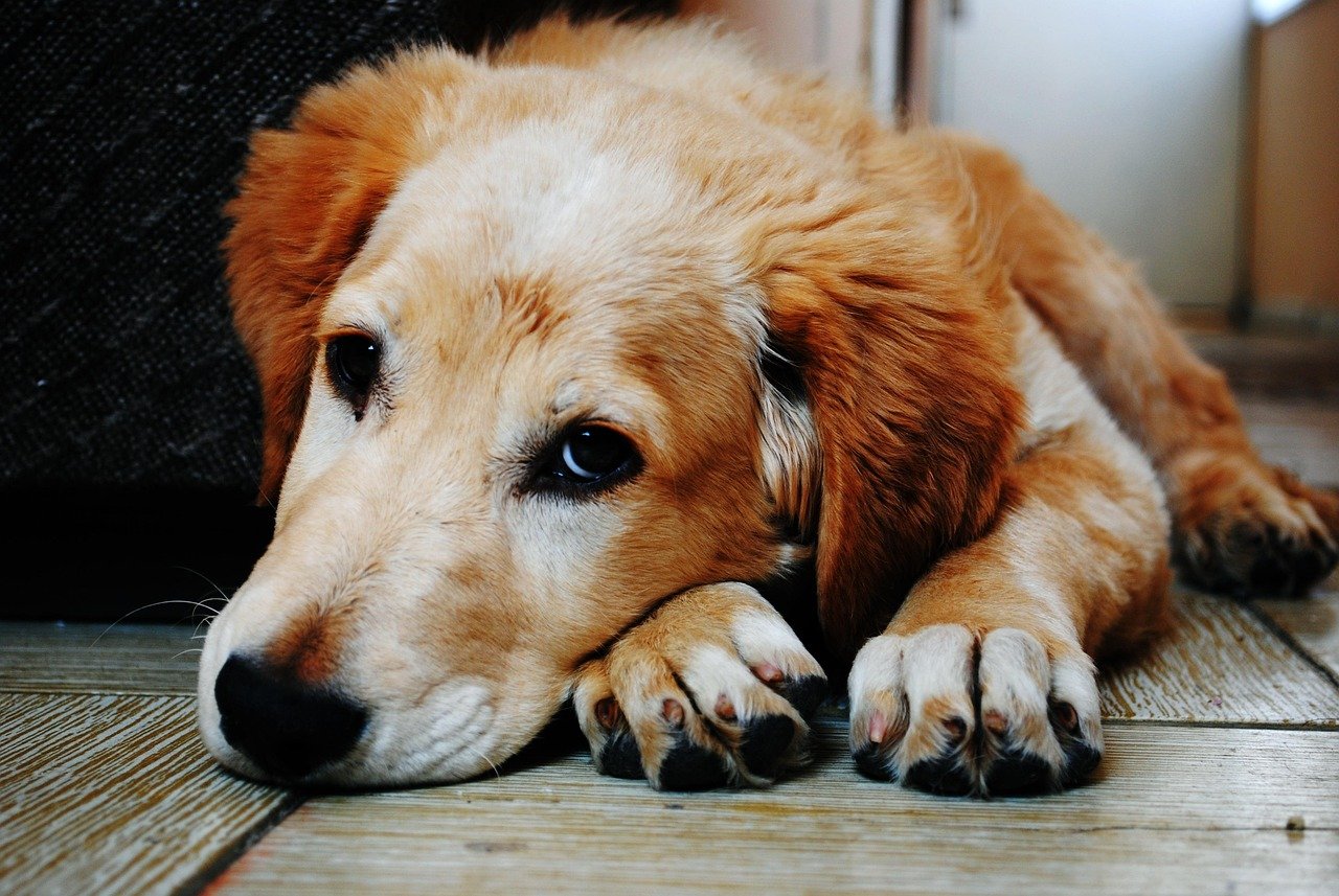 dog, pet, puppy, lying down, sad, sadness, adorable, animal, canine, cute, furry, brown dog, nature, mammal, domestic, domestic dog, portrait, dog portrait