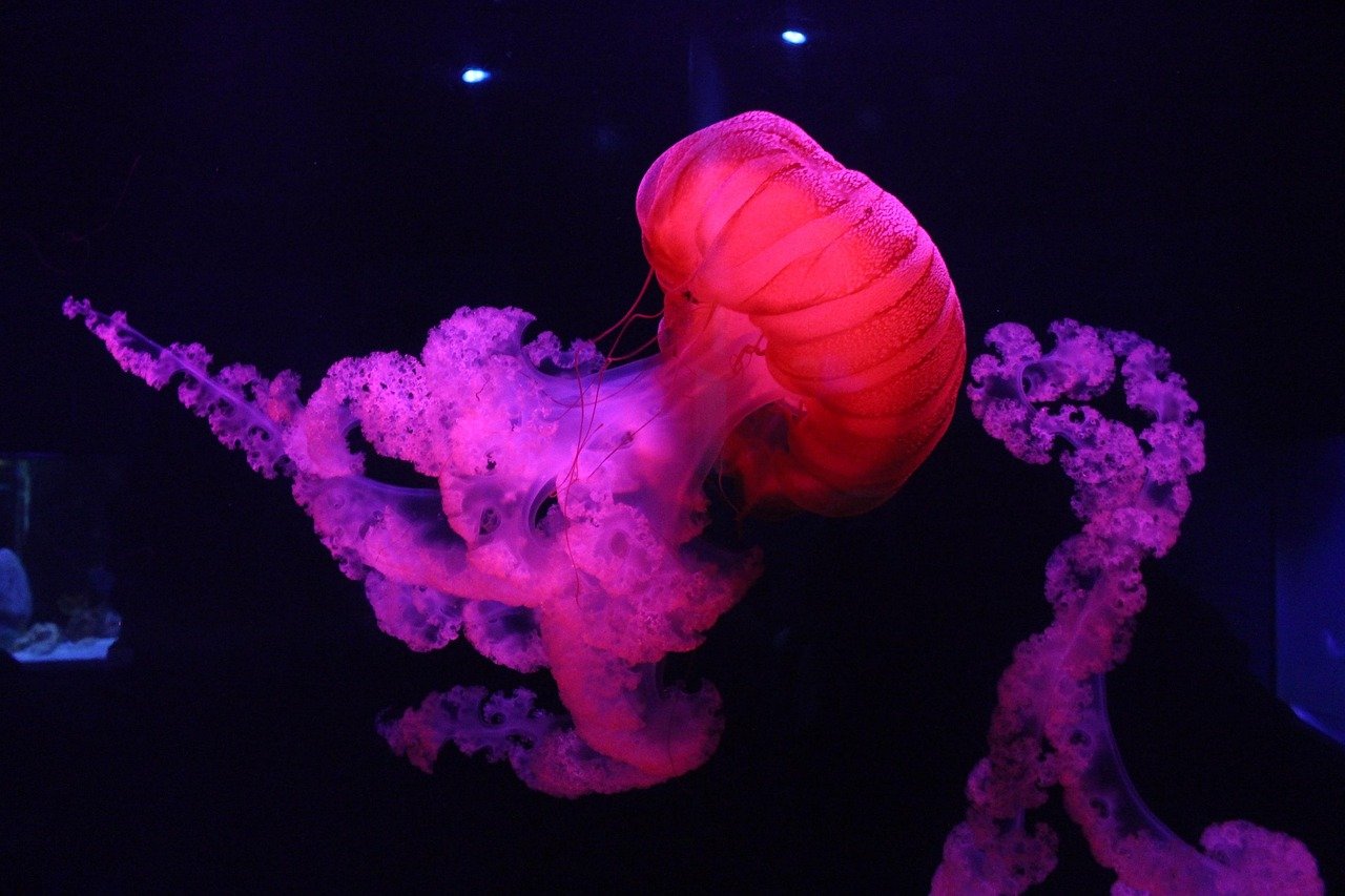 jellyfish, animal, underwater, sea jelly, cnidaria, marine life, sea life, ocean life, aquatic animal, tentacles, wildlife, fauna, sea, ocean, nature, water
