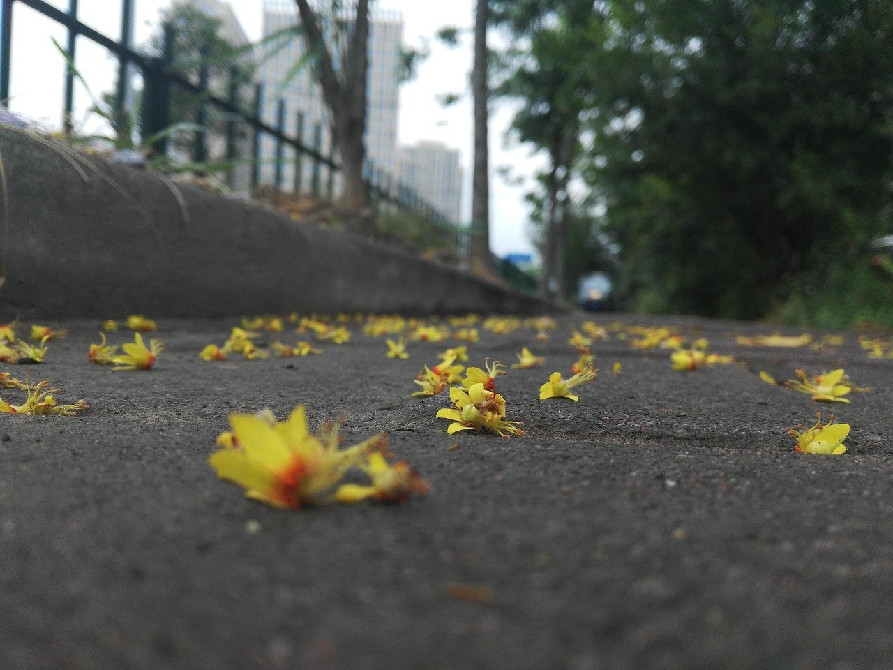 falling flowers, fallen colorful, shame the spring