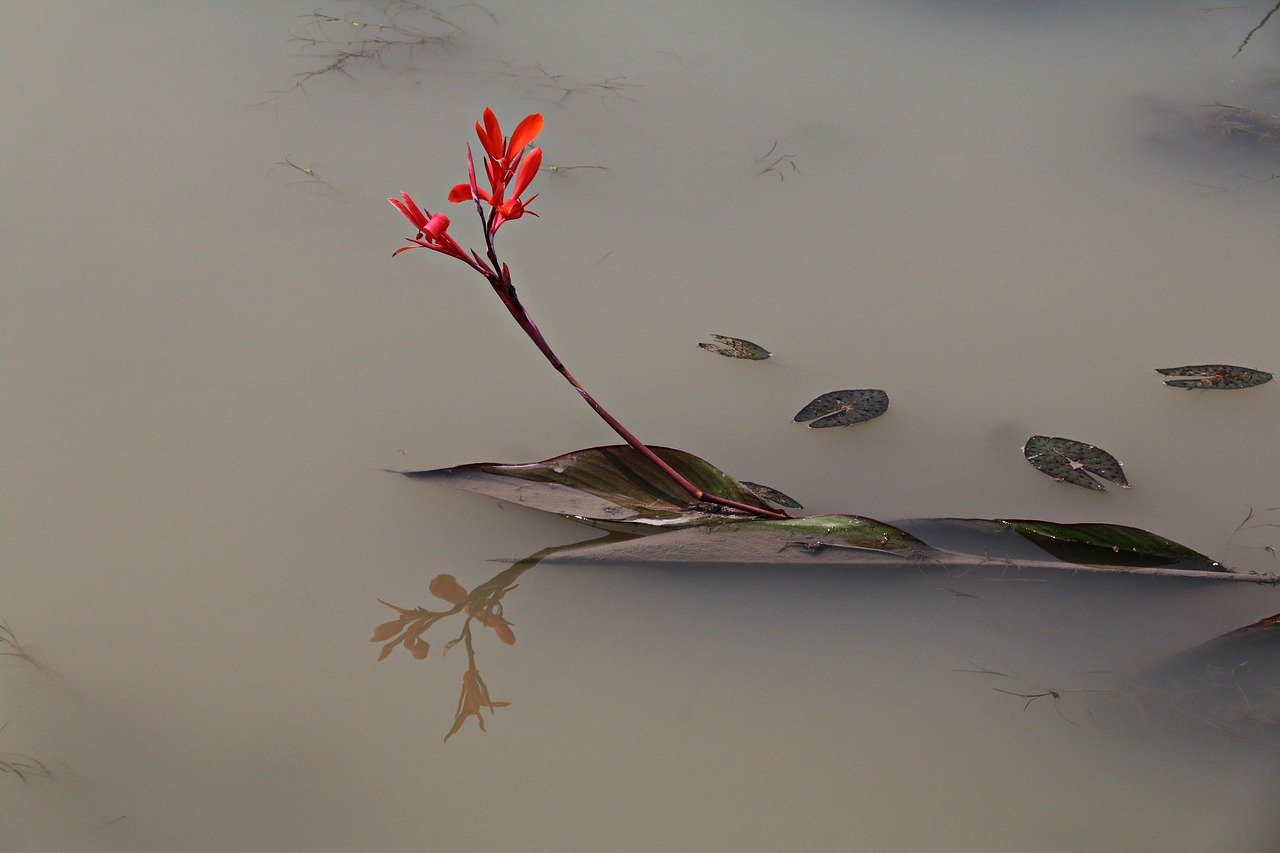 nature, the body of water, some people don't, flower, muddy water, gwangokji, korea, red flower, reflection, nature wallpaper, sadness, floor, below, beautiful nature, darkness, pond, lotus garden, south, ottogi, again, a new departure, flower wallpaper, wallpapers, the initial screen, start screen, the main screen, love, tough love, overcome, funny, hope, nature background, gyeonggi do, siheung, research field, hd wallpaper, weed, homepage, beautiful flowers, beautiful, a, a landscape, flower background, there in the background, beautiful scenery, beautiful background