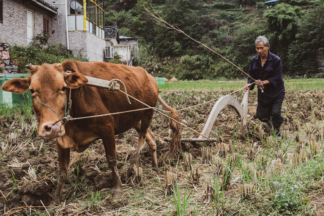 cow, china, plow, field, man, brown cow, plow, plow, plow, plow, plow