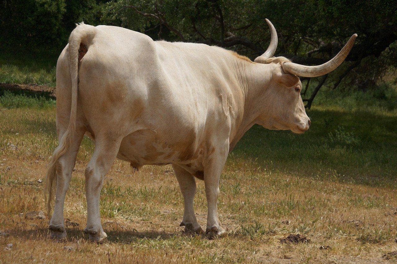 bull, white bull, livestock, cattle, bullhorns, male cow, animal, nature
