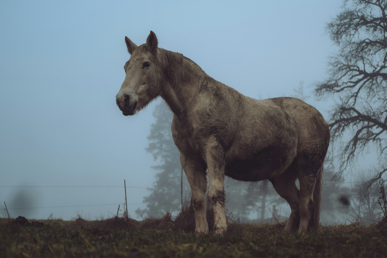 a brown horse standing on top of a lush green field