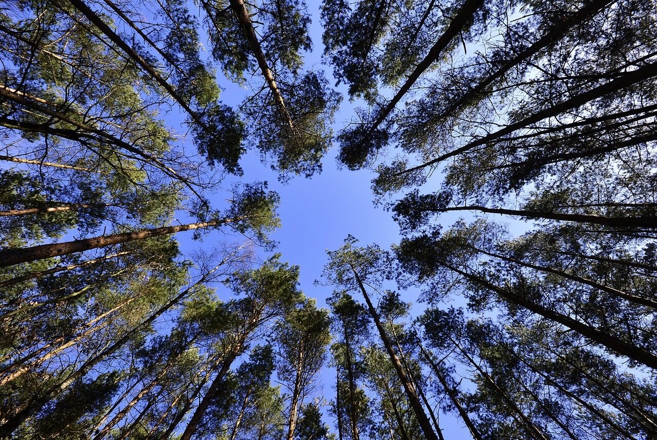 forest, trees, tree canopy, foliage, greenery, plants, flora, nature, forest, forest, forest, forest, trees, trees, trees, trees, tree canopy, tree canopy, greenery, greenery, greenery, greenery, greenery