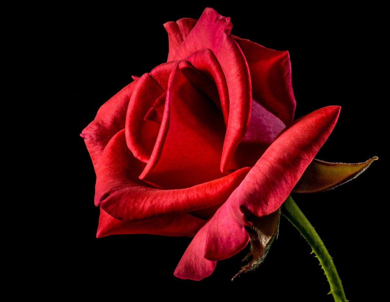 rose, flower, petals, red rose, red flower, bloom, blossom, nature, beautiful flowers, flower wallpaper, flowering plant, ornamental plant, flower background, plant, rose flower, flora, closeup