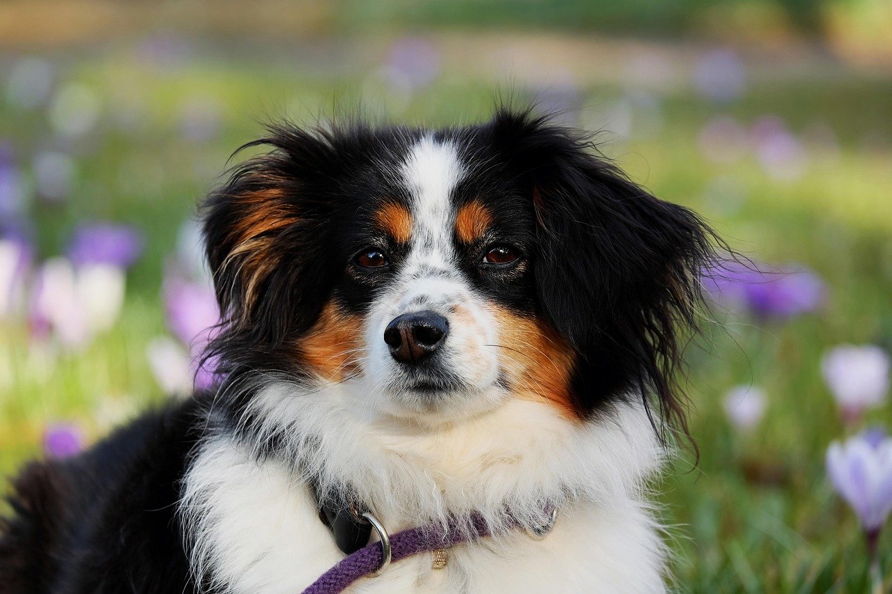 australian shepherd, dog, animal, herding dog, good-natured, nature, protective, female dog, purebred dog, pet, animal portrait, dog head, eyes, dog look, snout, domestic animal, creature