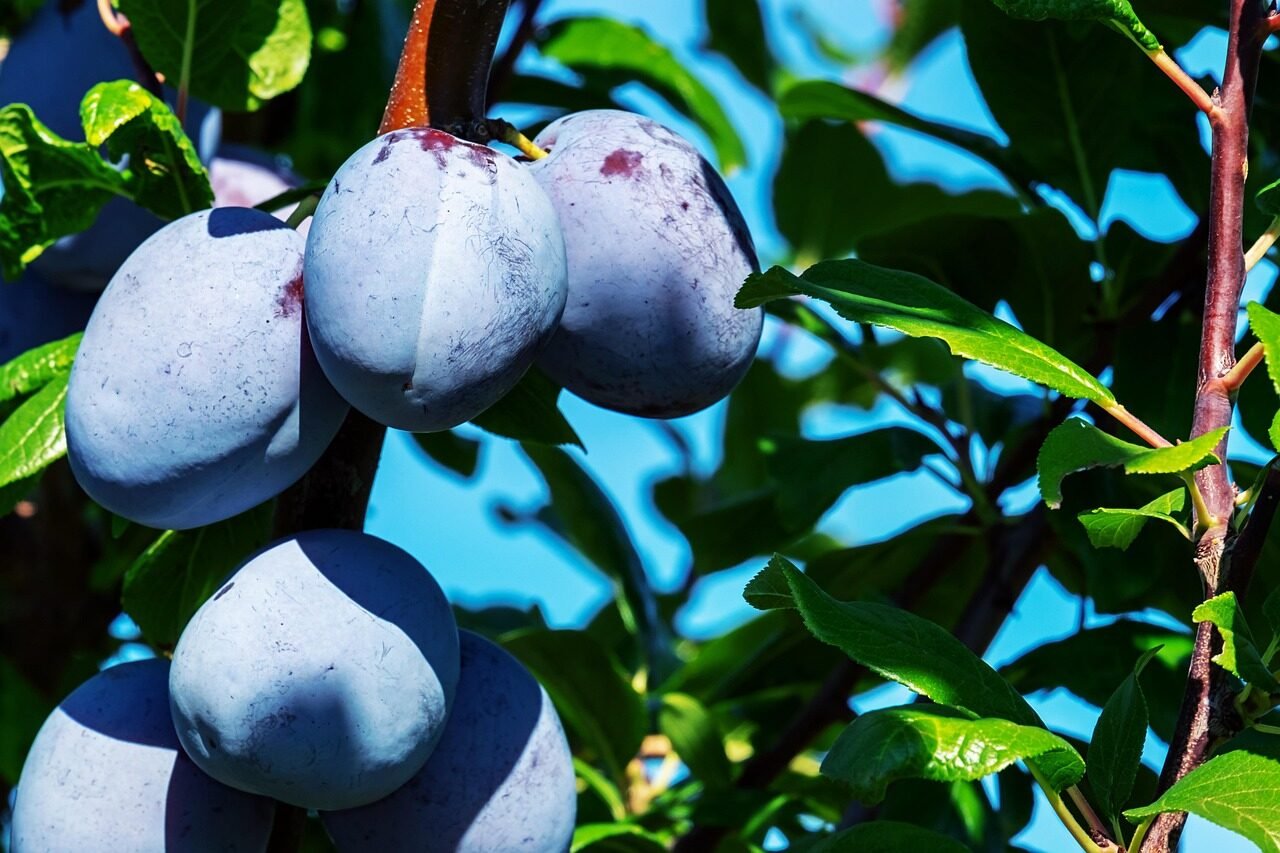 plums, fruits, food, fresh, healthy, ripe, organic, sweet, produce, nature, harvest, plum tree, vitamins, fruit tree, branch, leaves, stone fruit