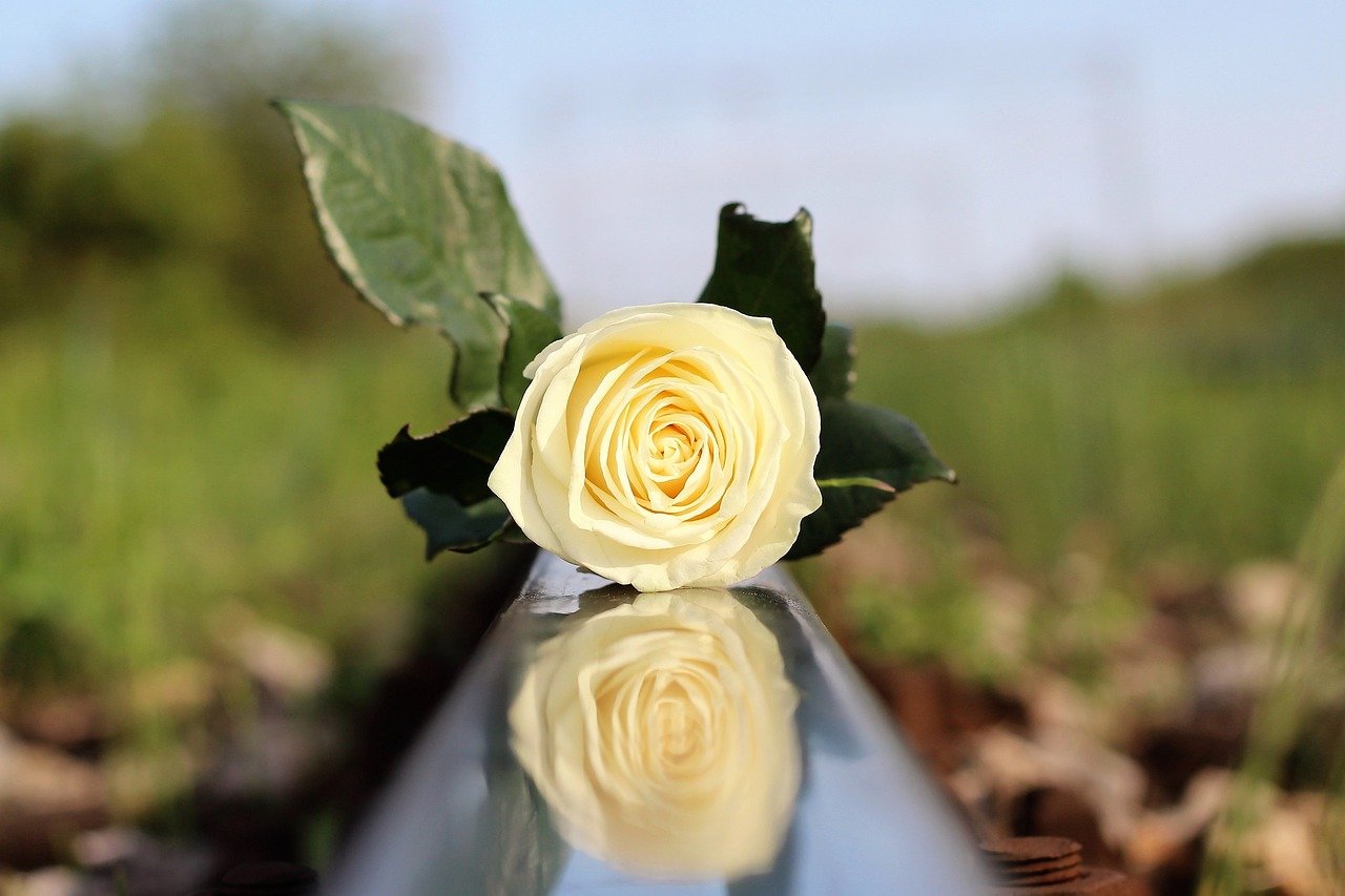 stop children suicide, yellow rose on rail, tragedy, condolence, moment of silence, loving memory, missing, sorrow, sadness, reflection, nature, outdoor