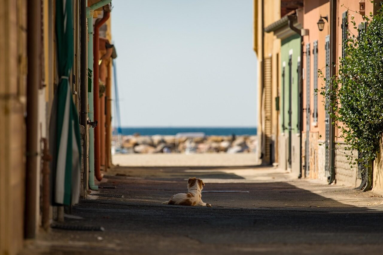 street, dog, sea, nature, italy, city, urban, architecture, animal, outdoor, pet, sidewalk, buildings, road