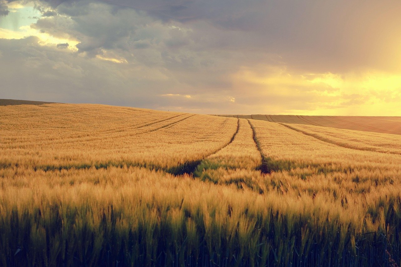 nature, landscape, field, grain field, spring, spring image, expanse, evening light, field, field, grain field, spring, spring, spring, spring, spring