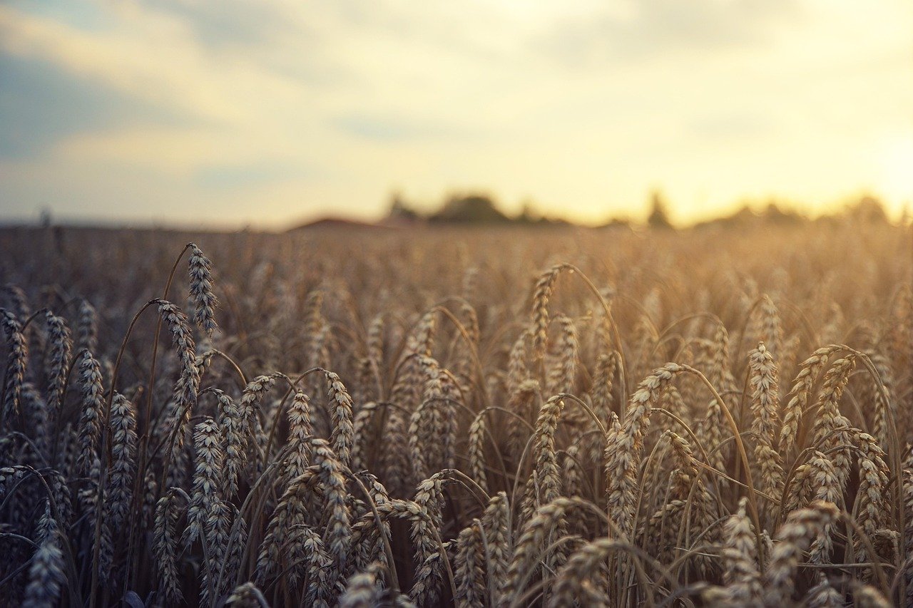 wheat, field, harvest, summer, agriculture, grain, fields, nature, cornfield, wheat field, landscape, rural, sun, rye, grain field, arable land, wheat, wheat, wheat, wheat, wheat, harvest, harvest, harvest, grain, grain, wheat field, wheat field, rye