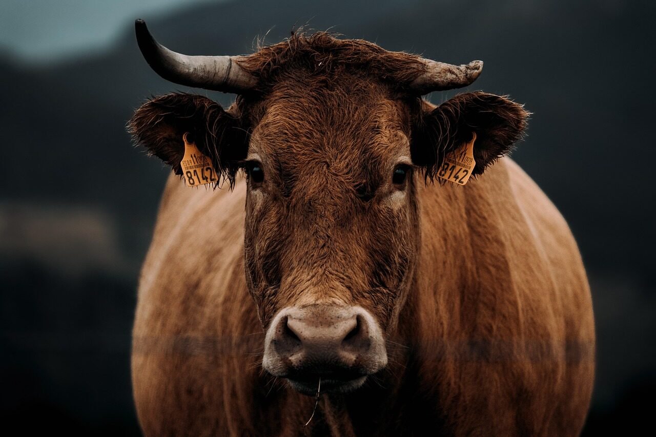 cow, cattle, livestock, cow face, cow profile, cow portrait, ruminant, animal husbandry, horns, mammal, brown cow, animal world, cow, cow, cow, cow, cow