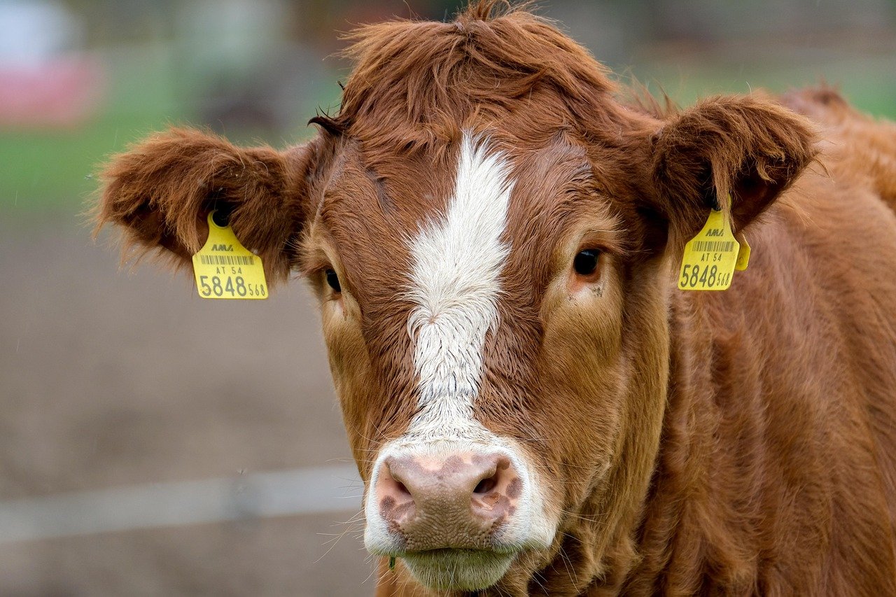 cow, nature, calf, cattle, brown cow, brown calf, cub, brown fell, bovine, livestock farming, beef, animal, ruminant, the world of animals