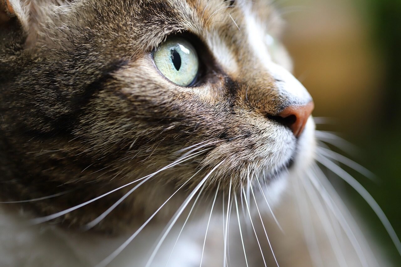 cat, cat eyes, animal, pet, whiskers, cat face, mackerel, european shorthair, domestic animal