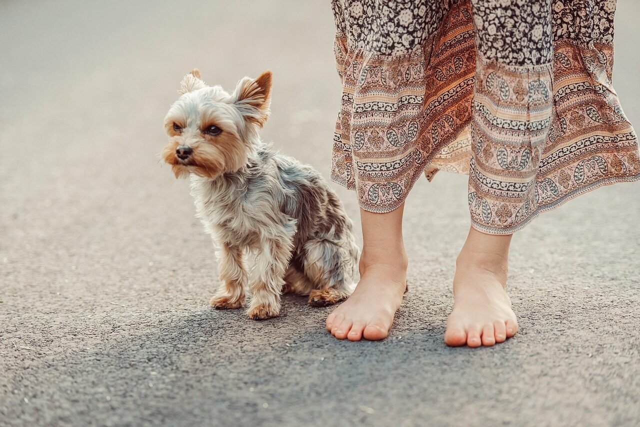 dog, nature, yorkshire terrier, woman, street, animal, pet, yorkie, outdoors