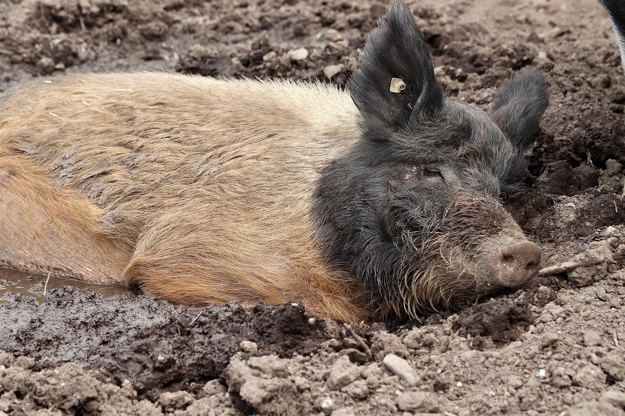 pig, domestic pig, organic pig, happy pig, wallow, farm animal, mammal, court, farm yard, pig, pig, pig, pig, pig
