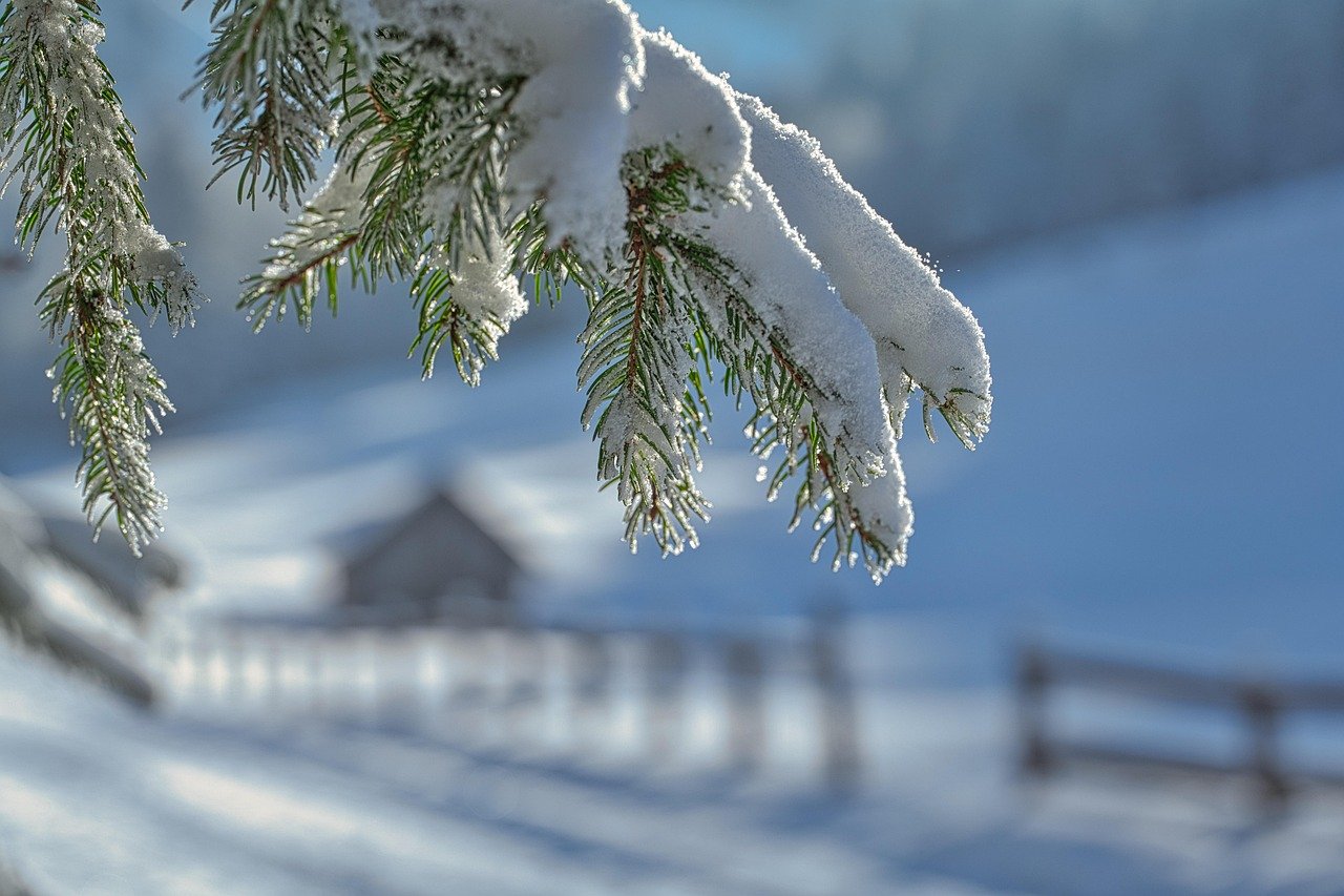 winter, snow, frost, cold, winter landscape, snowy, snow landscape, wintry, landscape, fir tree, nature, winter, winter, winter, winter, snow, snow, winter landscape, winter landscape, winter landscape, landscape, landscape, landscape, landscape, landscape