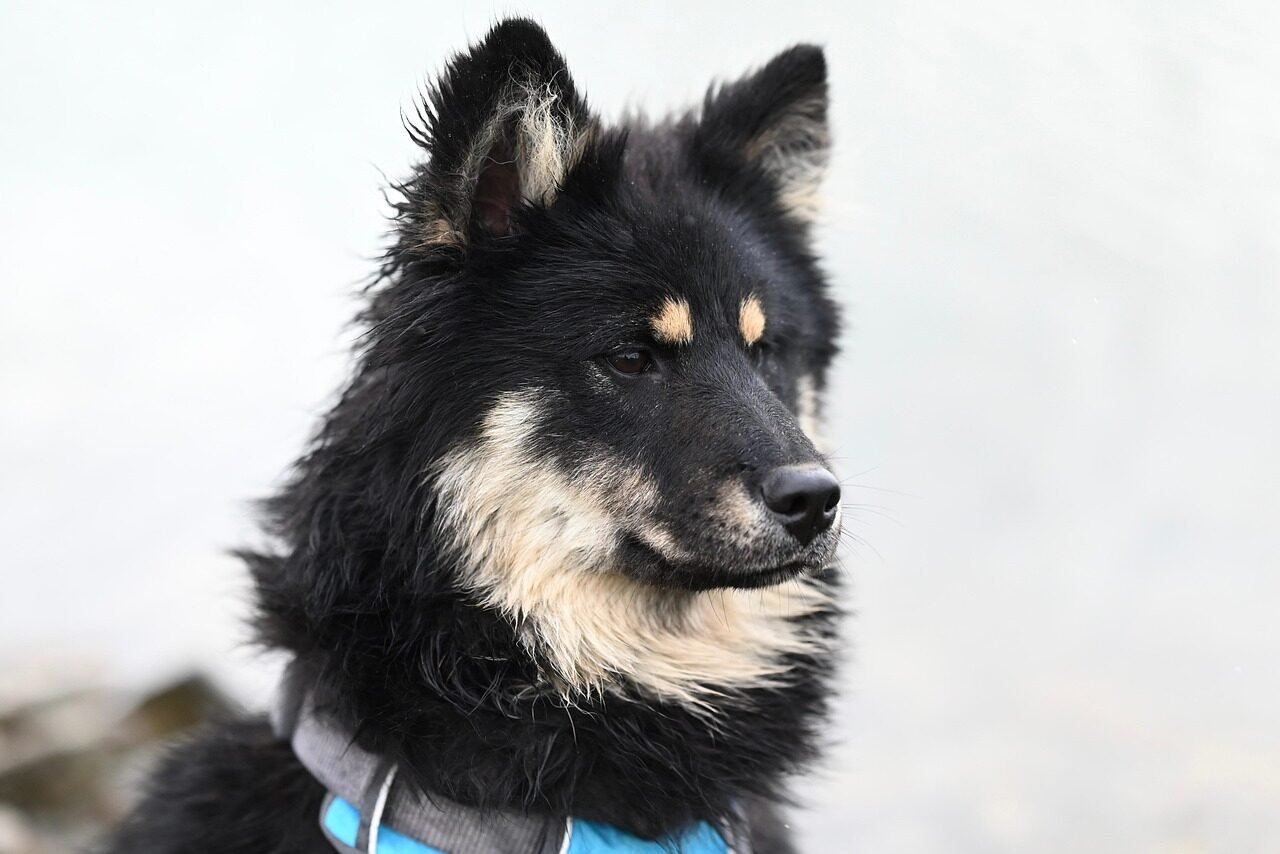 dog, pet, animal, nature, mammal, portrait, ûmïe eurasier dog