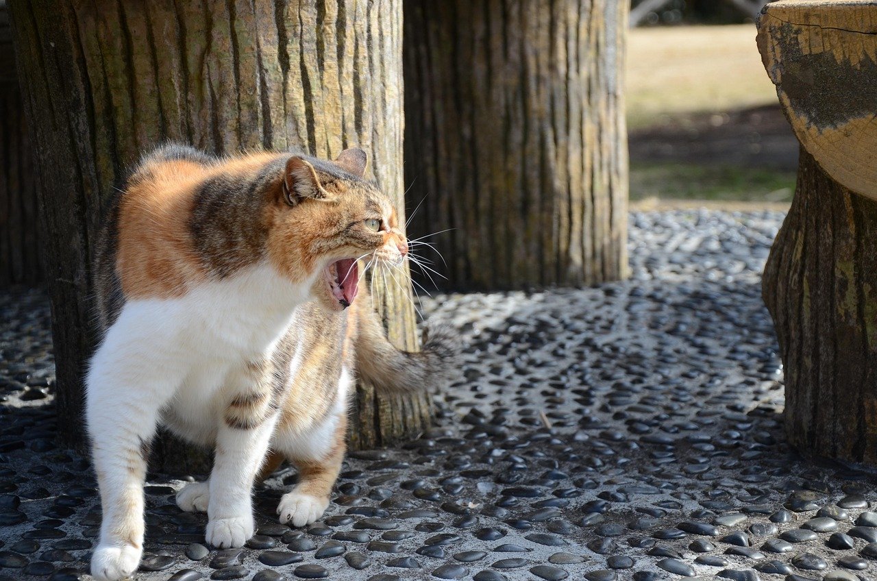 stray cat, animal, pet, cat, fight