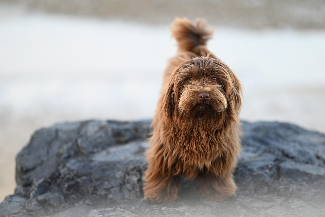 havanese dog, pet, canine, dog, havanese bichon valor, animal, chocolate color, little dog, companion dog, doggie