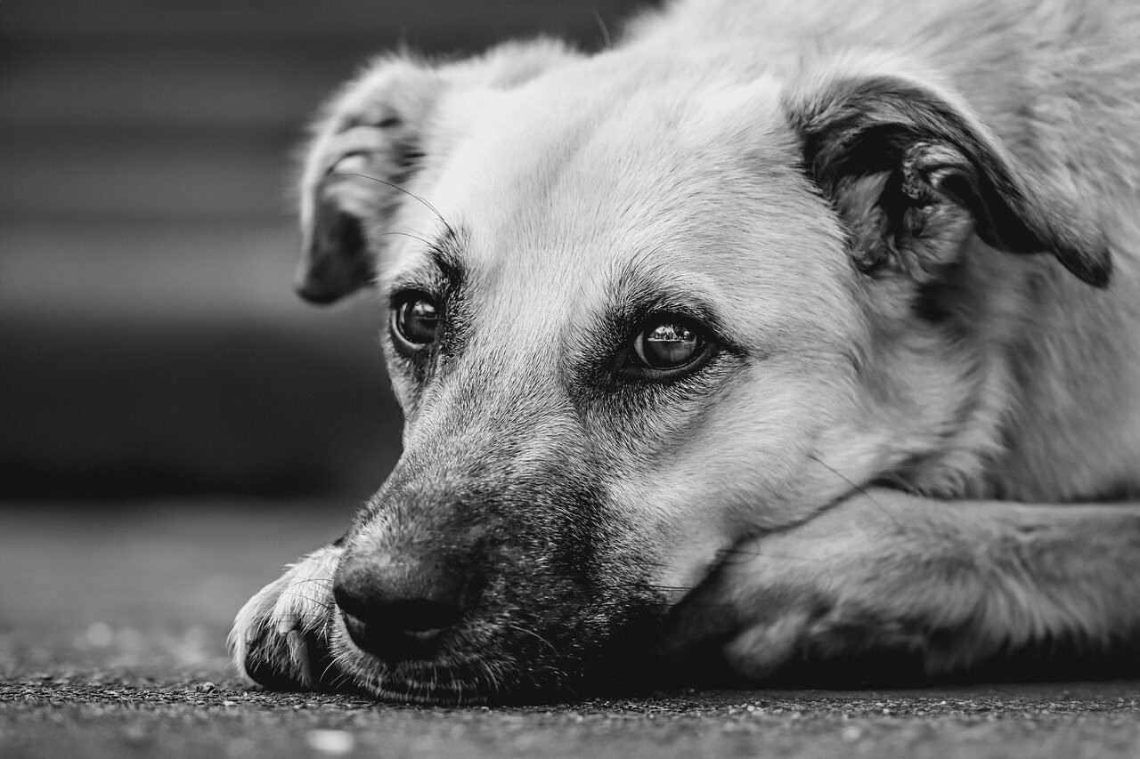 dog, domestic animal, nature, mammal, snout, animal, outdoors, wildlife, attentive, pet, mixed breed dog