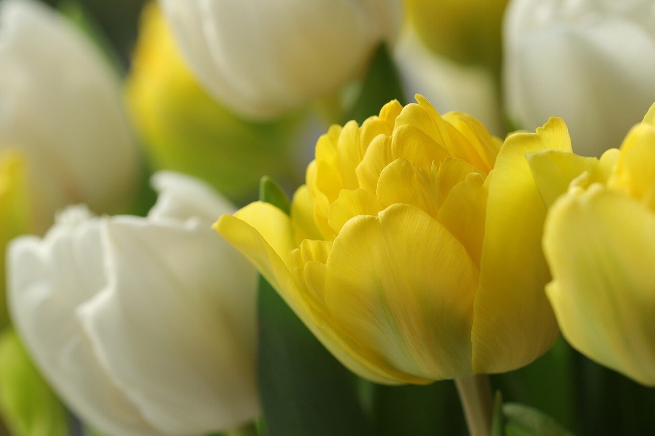 flowers, tulips, vegetable, petals, nature, flora, netherlands, bulb flowers, spring bloomer, spring, hd wallpaper, background, desktop background, wallpaper, spring flowers, yellow tulips