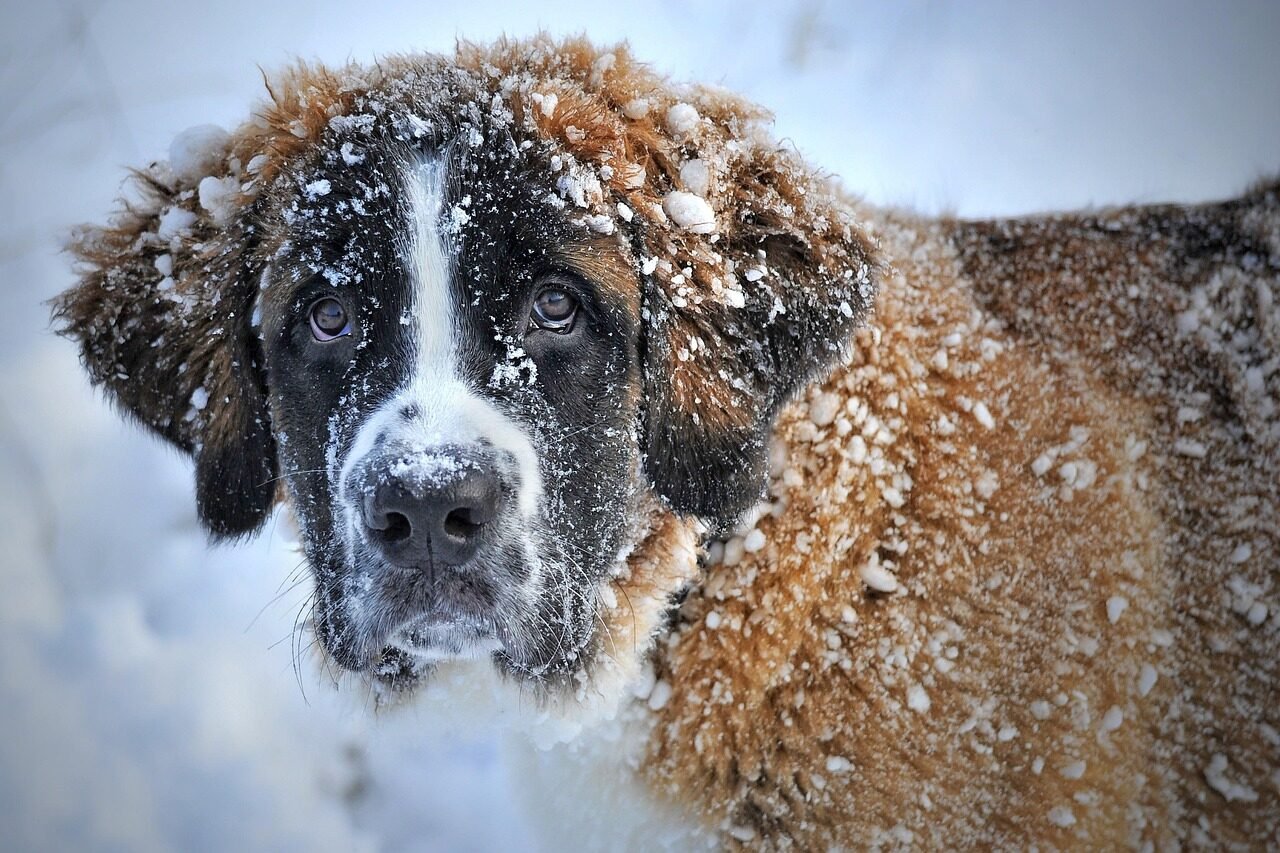 merry christmas, dog, domestic animal, snow, pet, the world of animals, nature, animal, fur, snout, mammal, winter, cold