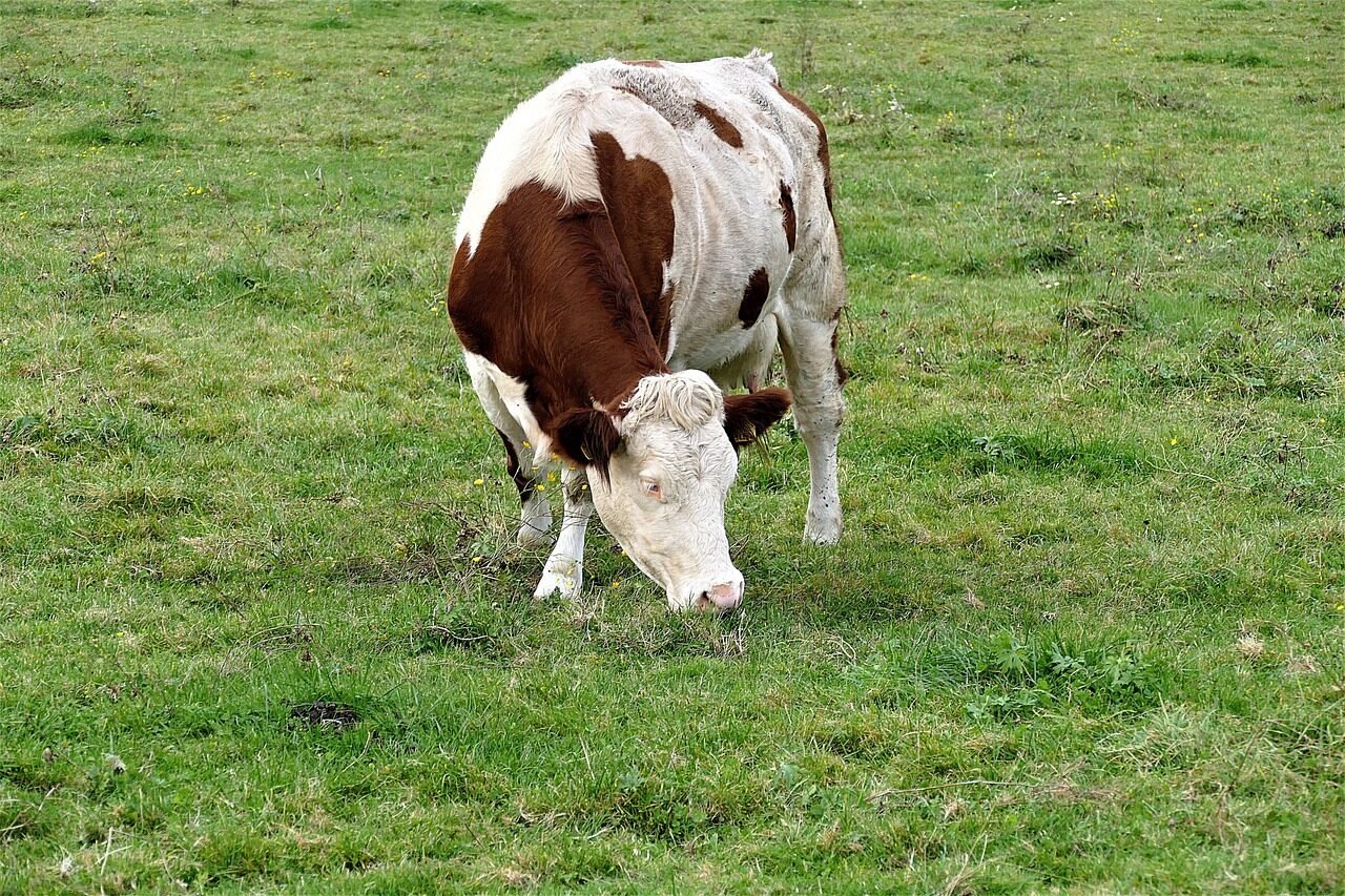 cow, grazing, meadow, milk cow, ruminant, grazing cow, agriculture, beef, wolf down