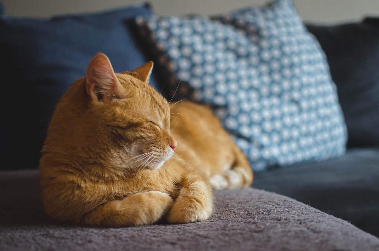 cat, animal, pet, red cat, cat's eyes, lying cat, dream, domestic cat, a well-groomed cat, calm cat, relaxation, sleeping cat, rest, dachowiec