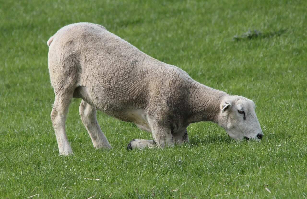 sheep, deichschaf, graze, knees, animal, nature, mammal, animals, young animals