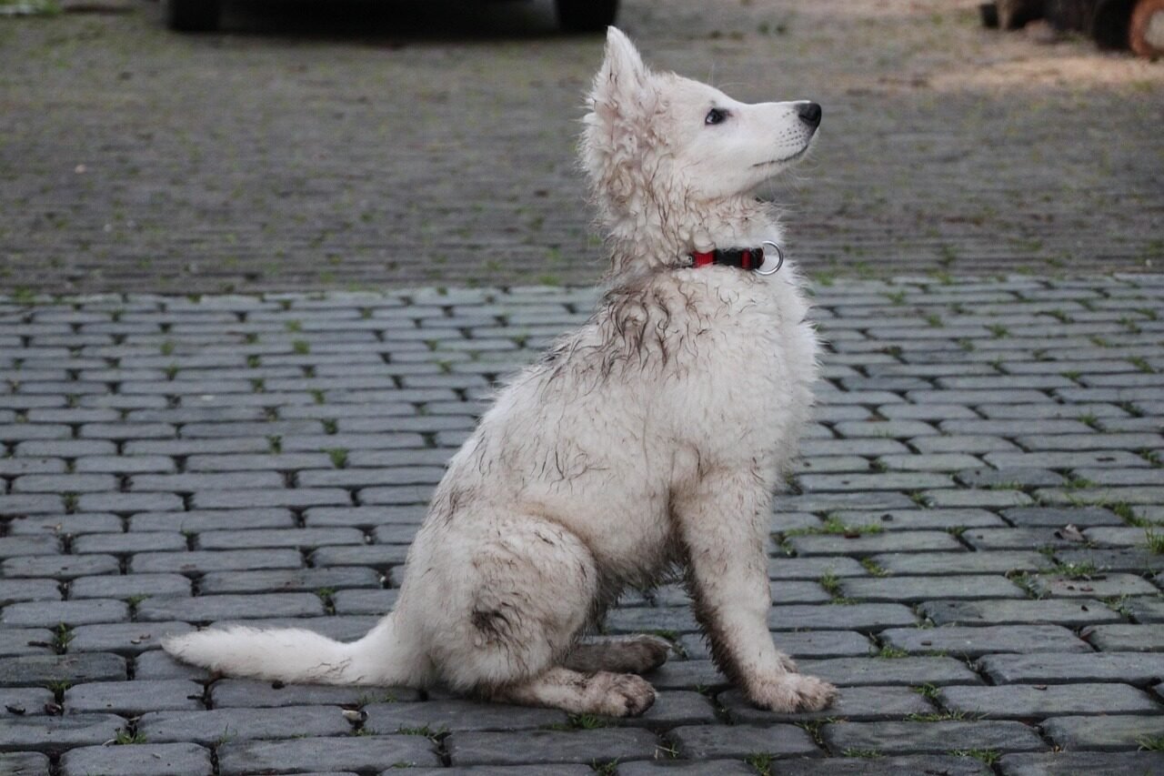 puppy, dog, pet, dirty, animal, swiss white shepherd dog, domestic animal, attentive