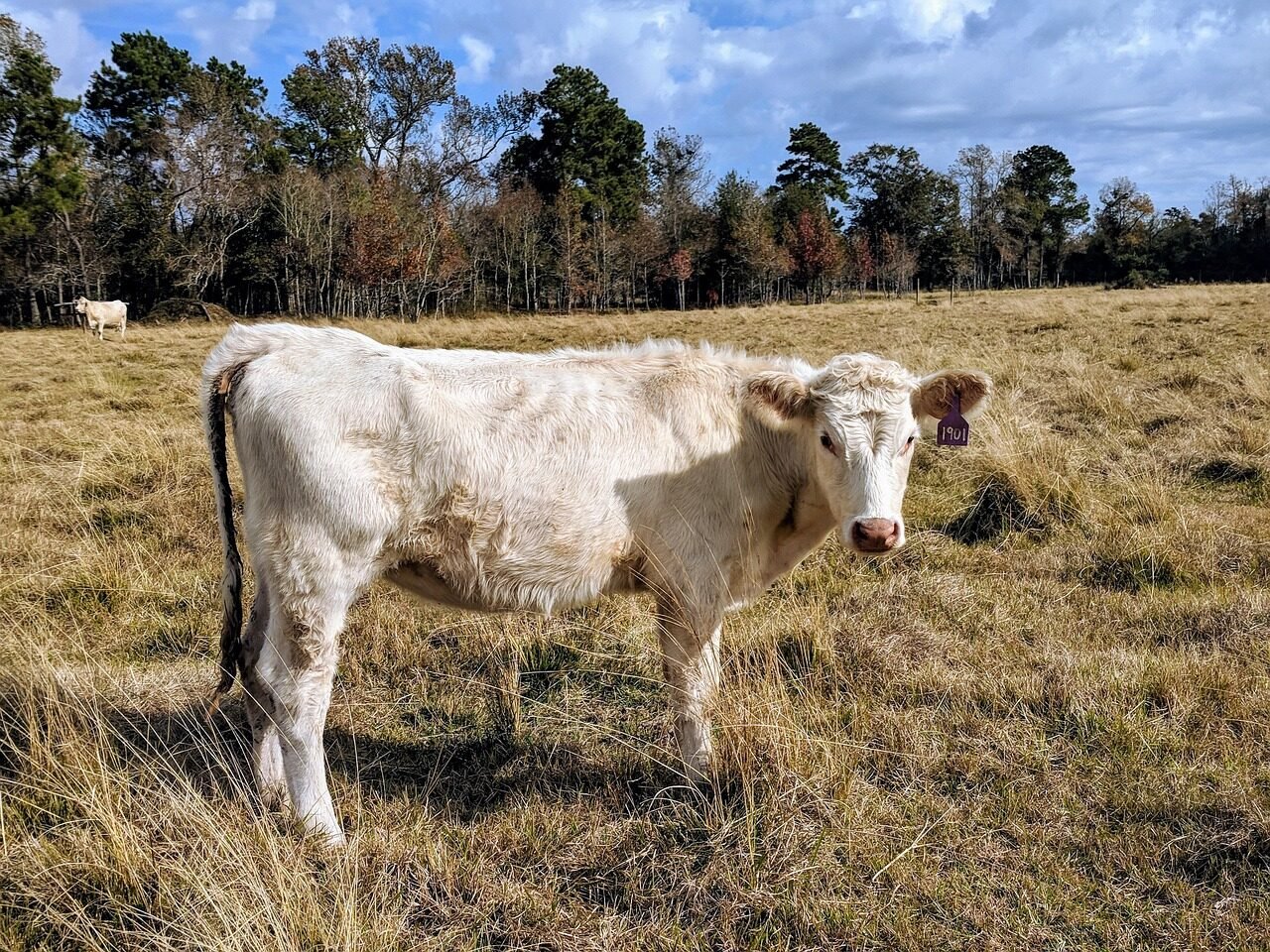 cow, 4k wallpaper 1920x1080, beautiful wallpaper, pasture, heifer, wallpaper hd, white cow, tagged, blue sky, laptop wallpaper, free background, charolais, windows wallpaper, female cow, 4k wallpaper, wallpaper 4k, cow in pasture, cow pasture, wallpaper, farm, full hd wallpaper, farming, desktop backgrounds, ranch, ranching, raising animals, farm animals, livestock, free wallpaper, hd wallpaper, livestock show, cattle, domestic, mac wallpaper, cool backgrounds, bull, steer, brown cow
