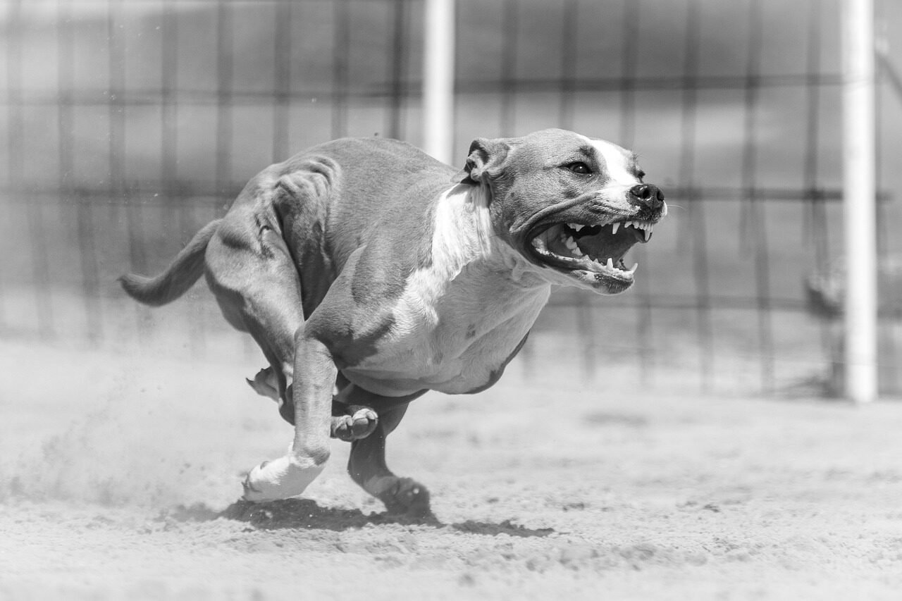 dog, angry, pet, animal, nature, race, running