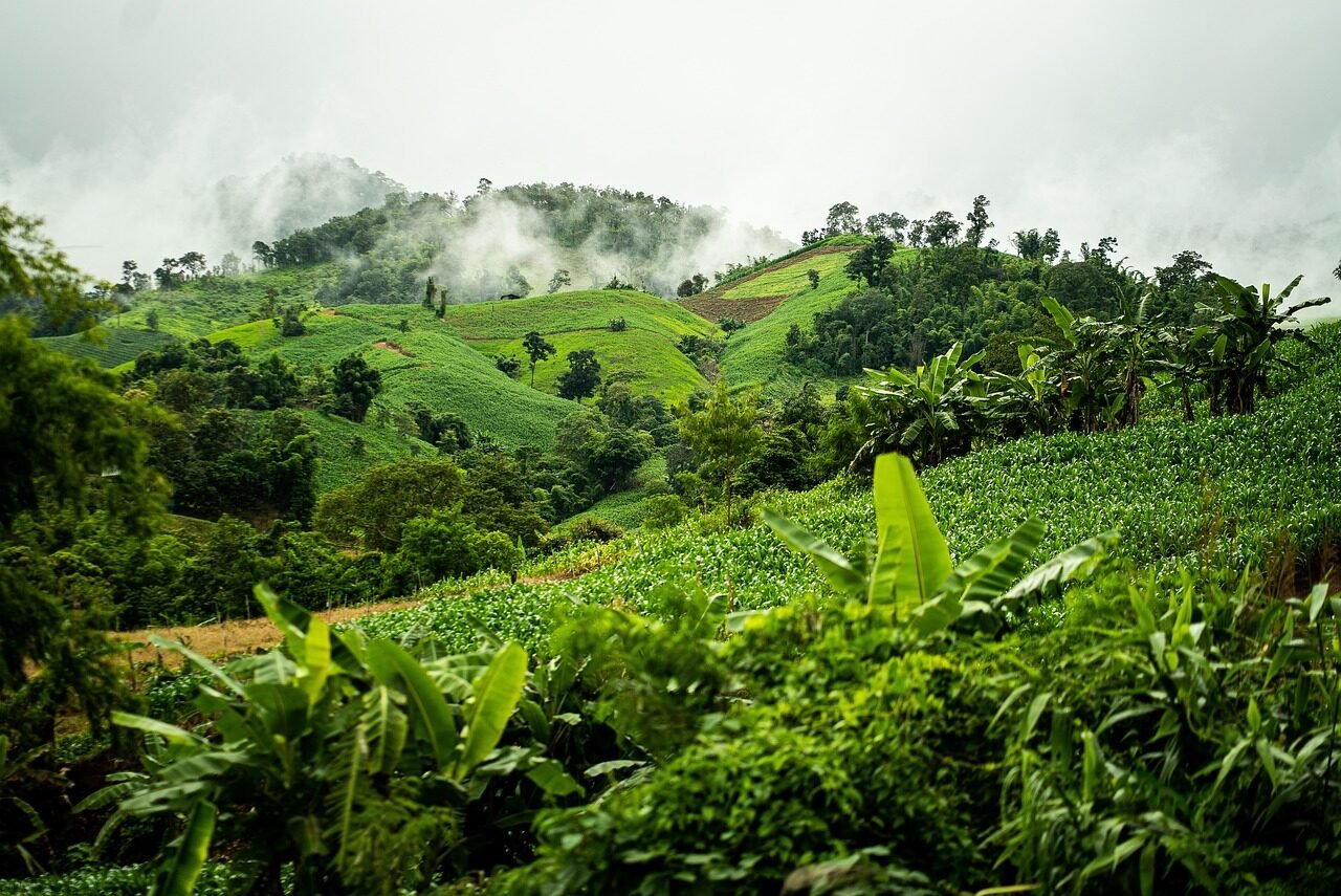 forest, jungle, fog, clouds, nature, natural, asia, landscape, jungle, jungle, jungle, jungle, jungle