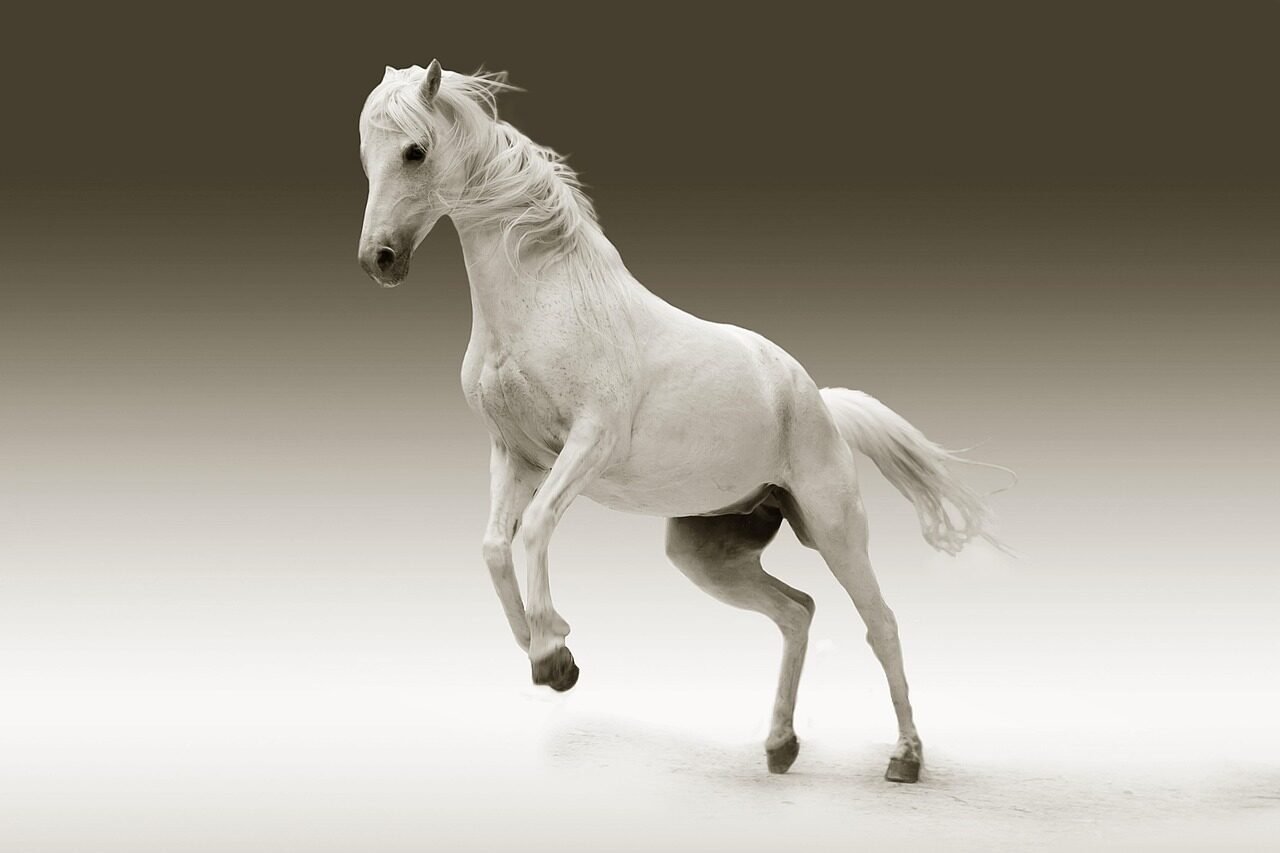 horse, mare, nature, animal, female horse, white horse, mammal, equine, portrait
