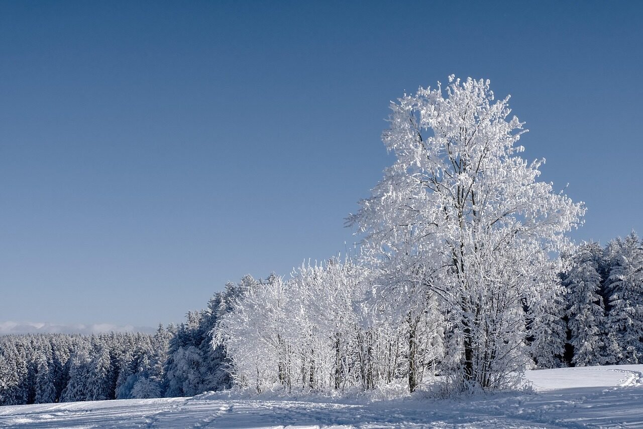 winter, forest, fir trees, conifers, trees, frost, cold, snow, covered in snow, winter landscape, snow landscape, winter forest, winter magic, fairytale, landscape, nature, winter, winter, winter, winter, winter, snow, snow, winter landscape, winter forest