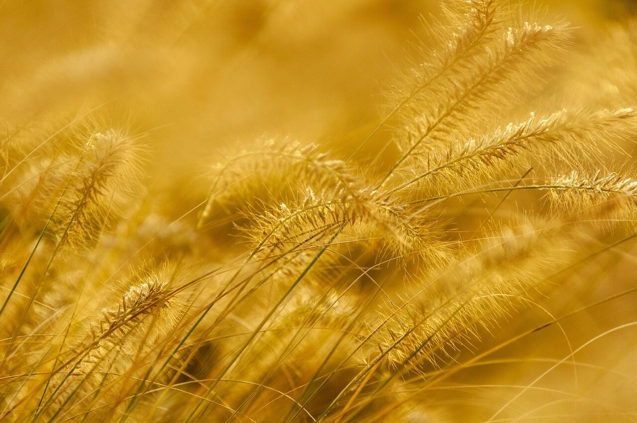 stalks, panicle, plant, grass, grasses, nature, yellow, gold, gold, gold, gold, gold, gold